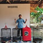 Sangkar Burung Murai Hias Kandang Burung Kayu Jati